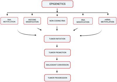 Epigenetic modifications in solid tumor metastasis in people of African ancestry